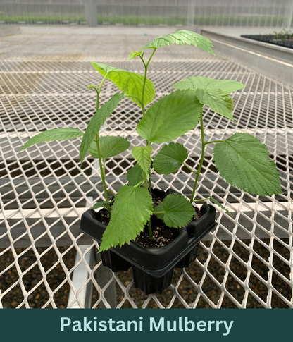 A 4 pack of Pakistani Mulberry starter plants pictured from the side. The plants' heights vary slightly, but all have new growth and bright green leaves.