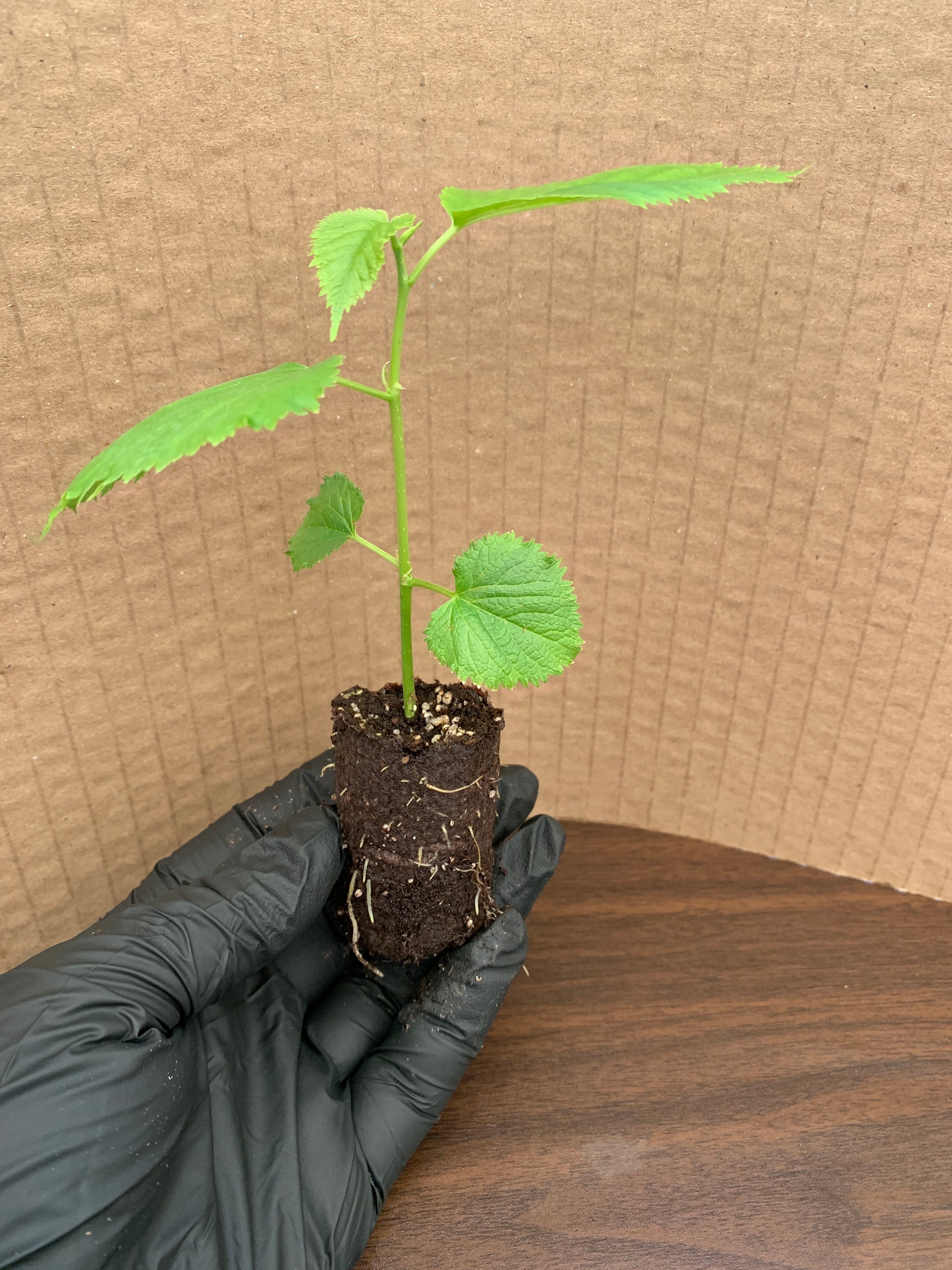 A single Pakistani mulberry starter plant plug viewed from the side. The plug shows a developed root system in its compostable sleeve.