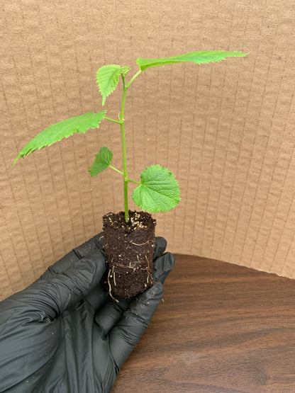 A single Pakistani mulberry starter plant plug viewed from the side. The plug shows a developed root system in its compostable sleeve.