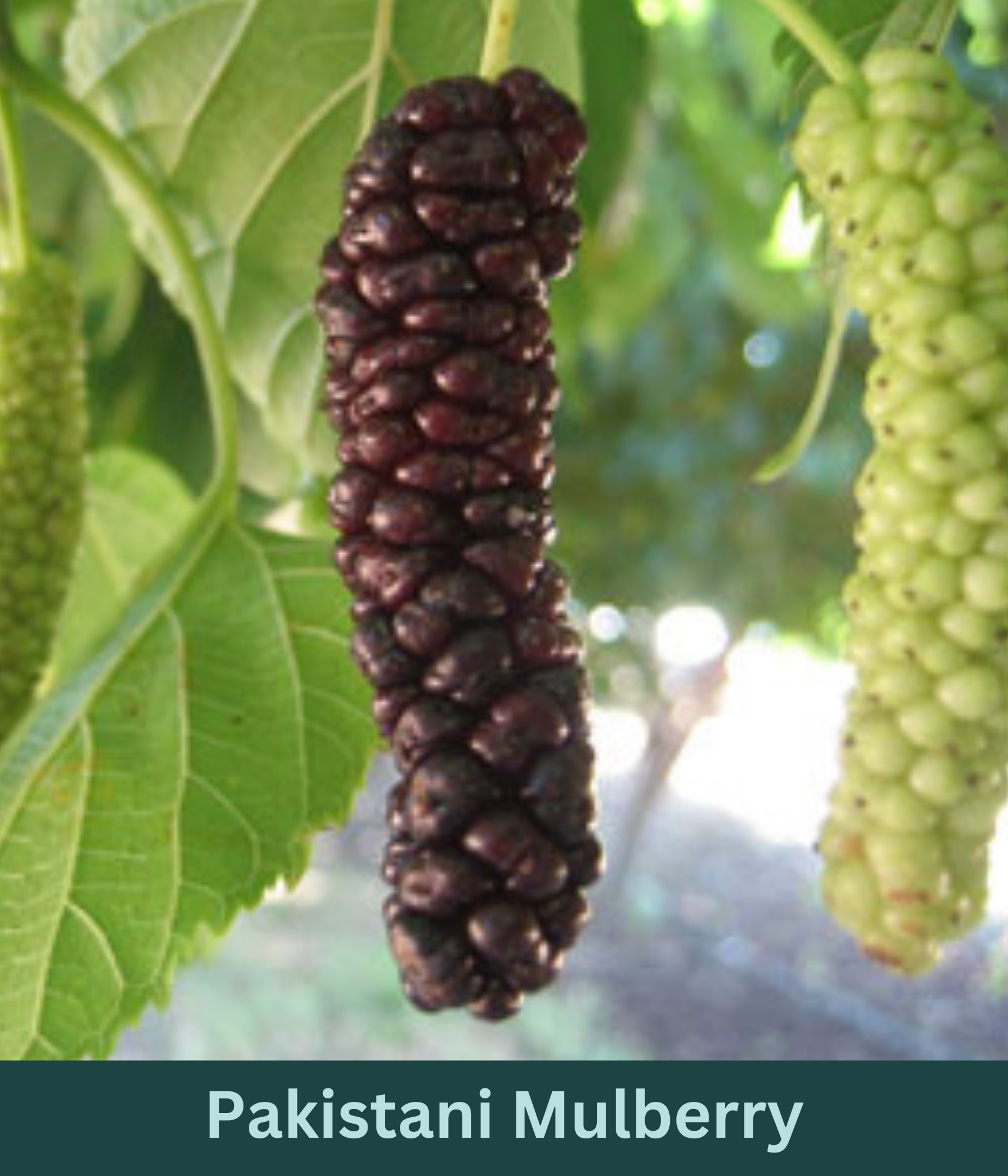 A picture of ripening Pakistani mulberries on a tree. A ripe mulberry is front and center, is a deep purple color. The still ripening mulberries are light green.