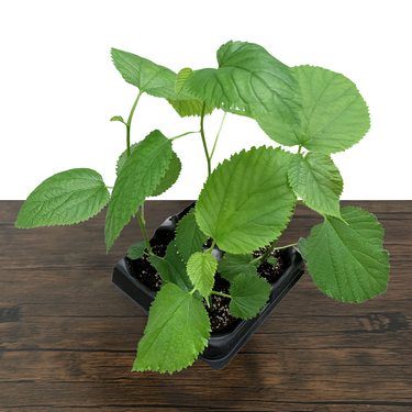 Pakistani Mulberry