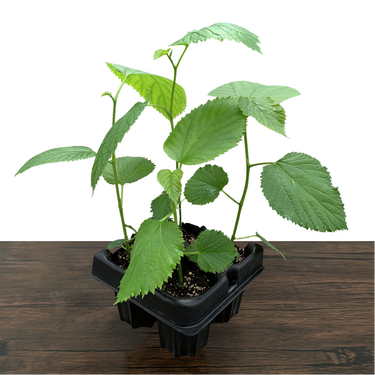 Pakistani Mulberry