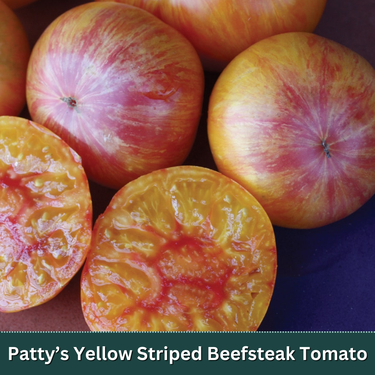 Signature Tomato Starter Plant Variety Pack
