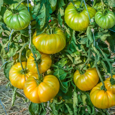Patty's Yellow Striped Beefsteak Tomato
