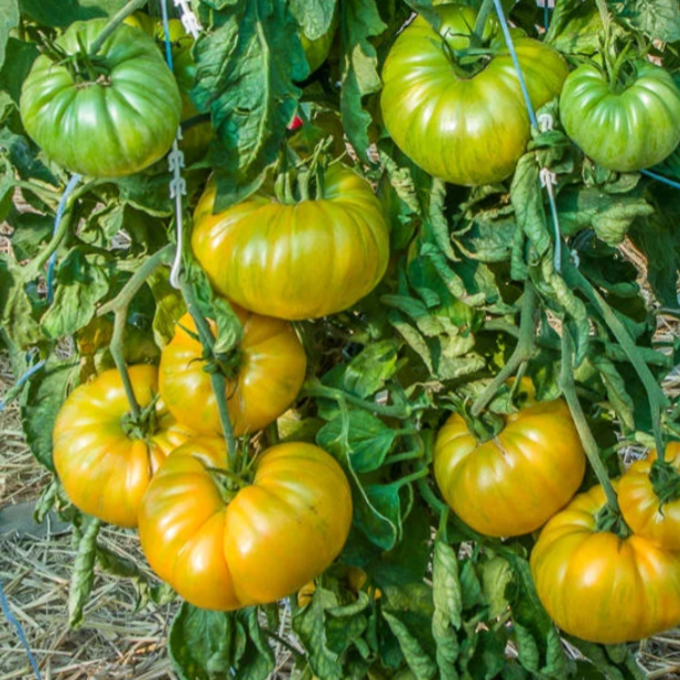 Patty's Yellow Striped Beefsteak Tomato