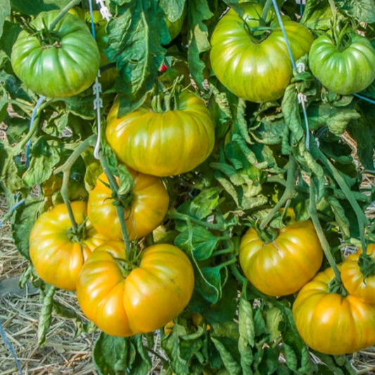 Patty's Yellow Striped Beefsteak Tomato