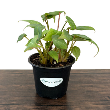 Philodendron Gloriosum