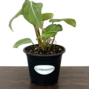 Philodendron Gloriosum