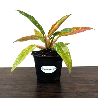 Variegated Ring of Fire Philodendron