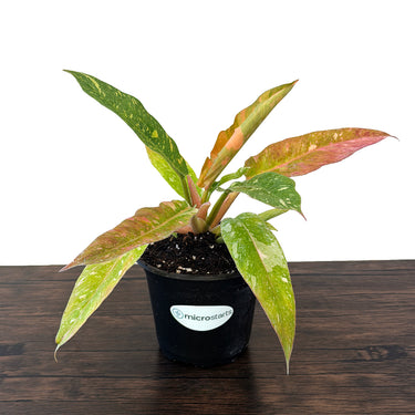 Variegated Ring of Fire Philodendron