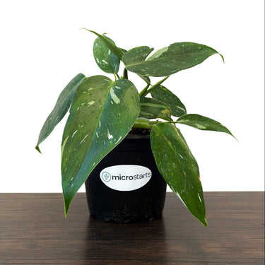 White Wizard Philodendron