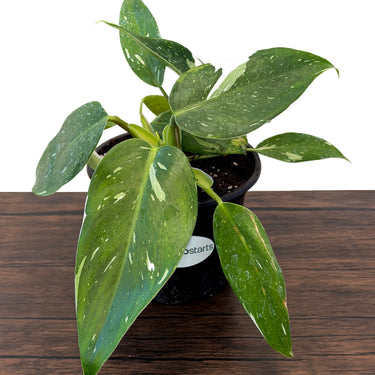 White Wizard Philodendron
