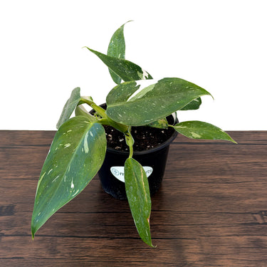 White Wizard Philodendron & Variegated Ring of Fire Philodendron Value Pack