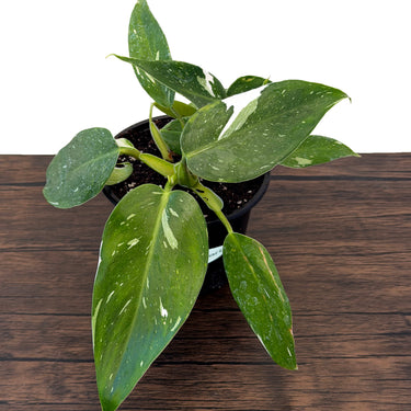 White Wizard Philodendron & Variegated Ring of Fire Philodendron Value Pack