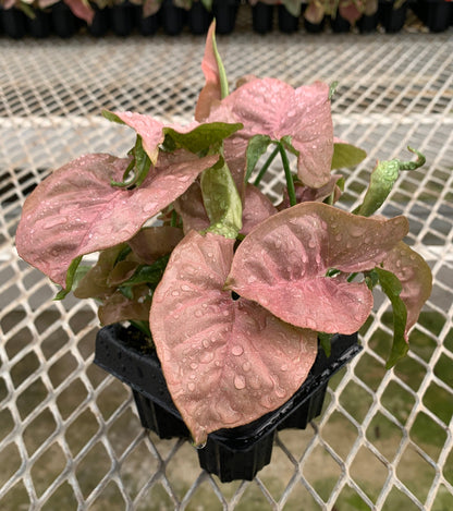 Syngonium podophyllum 'Pink' Arrowhead Starter Plants - MicroStarts Plant Plugs