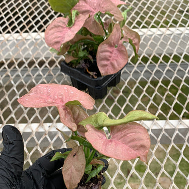 Pink Syngonium