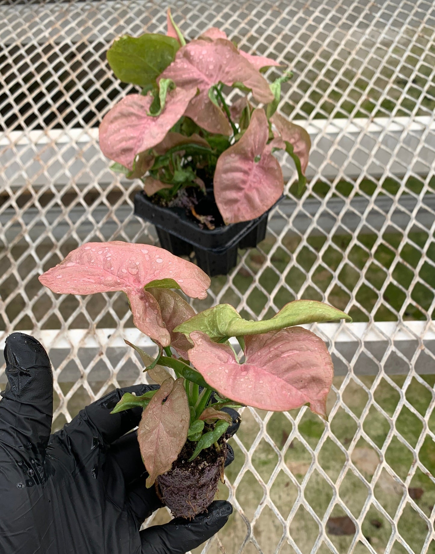 Syngonium podophyllum 'Pink' Arrowhead Starter Plants - MicroStarts Plant Plugs