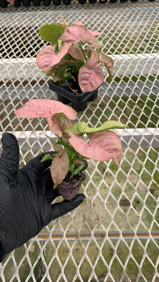 Syngonium podophyllum 'Pink' Arrowhead Starter Plants - MicroStarts Plant Plugs