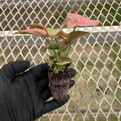 Syngonium podophyllum 'Pink' Arrowhead Starter Plants - MicroStarts Plant Plugs