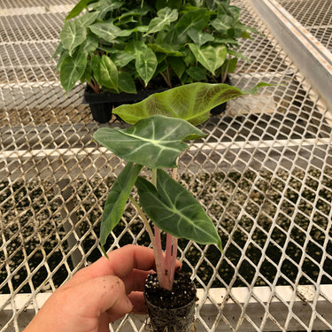 Pink Dragon Alocasia