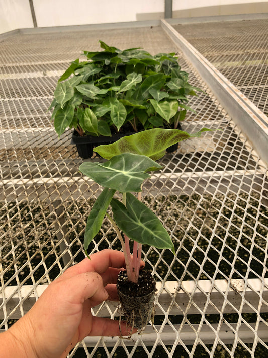 Alocasia 'Pink Dragon' Elephant Ear Starter Plants - MicroStarts Plant Plugs