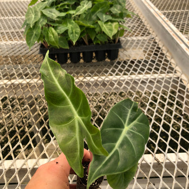 Pink Dragon Alocasia