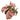 Pink Syngonium