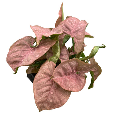 Pink Syngonium