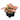 Pink Syngonium