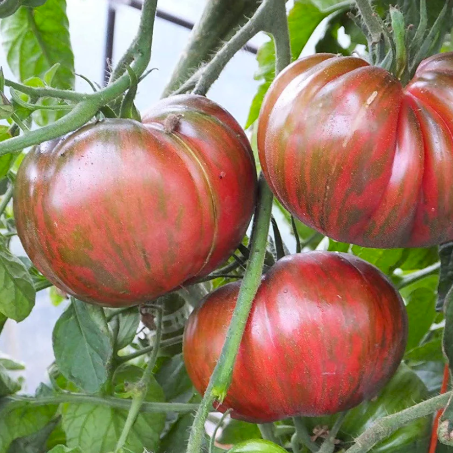 Pink Berkeley Tie-Dye Tomato