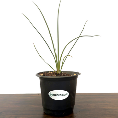 Pink Desert Hesperaloe