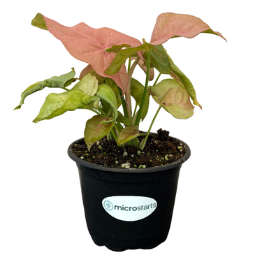 Pink Syngonium