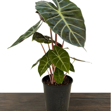 Pink Dragon Alocasia