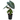 Pink Dragon Alocasia