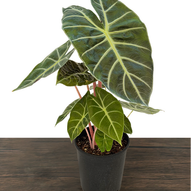 Pink Dragon Alocasia