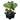 Pink Dragon Alocasia