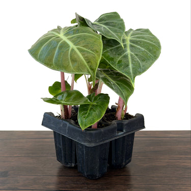 Pink Dragon Alocasia