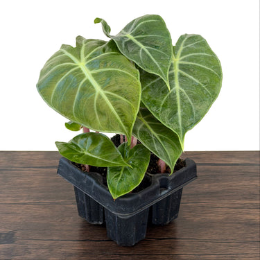 Pink Dragon Alocasia