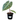 Pink Dragon Alocasia