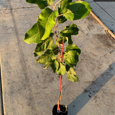 A young Pink Lady apple tree in a jumbo ellepot. There are several large, green leaves.