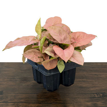 Pink Syngonium