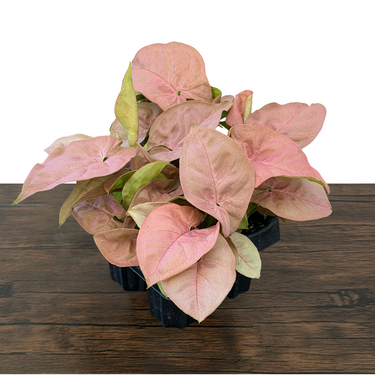 Pink Syngonium