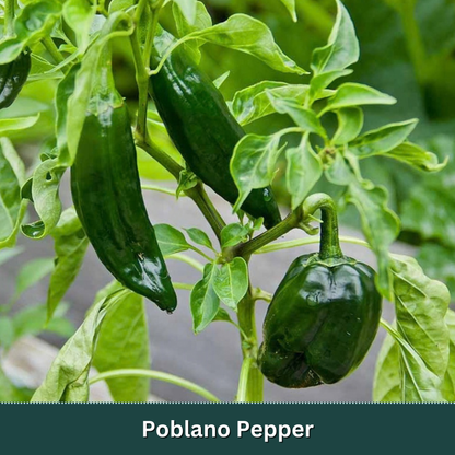 Signature Vegetable Variety Pack