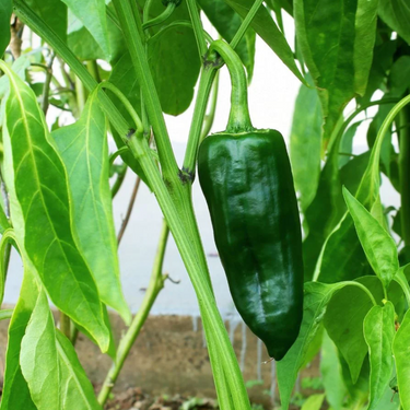 Poblano Pepper