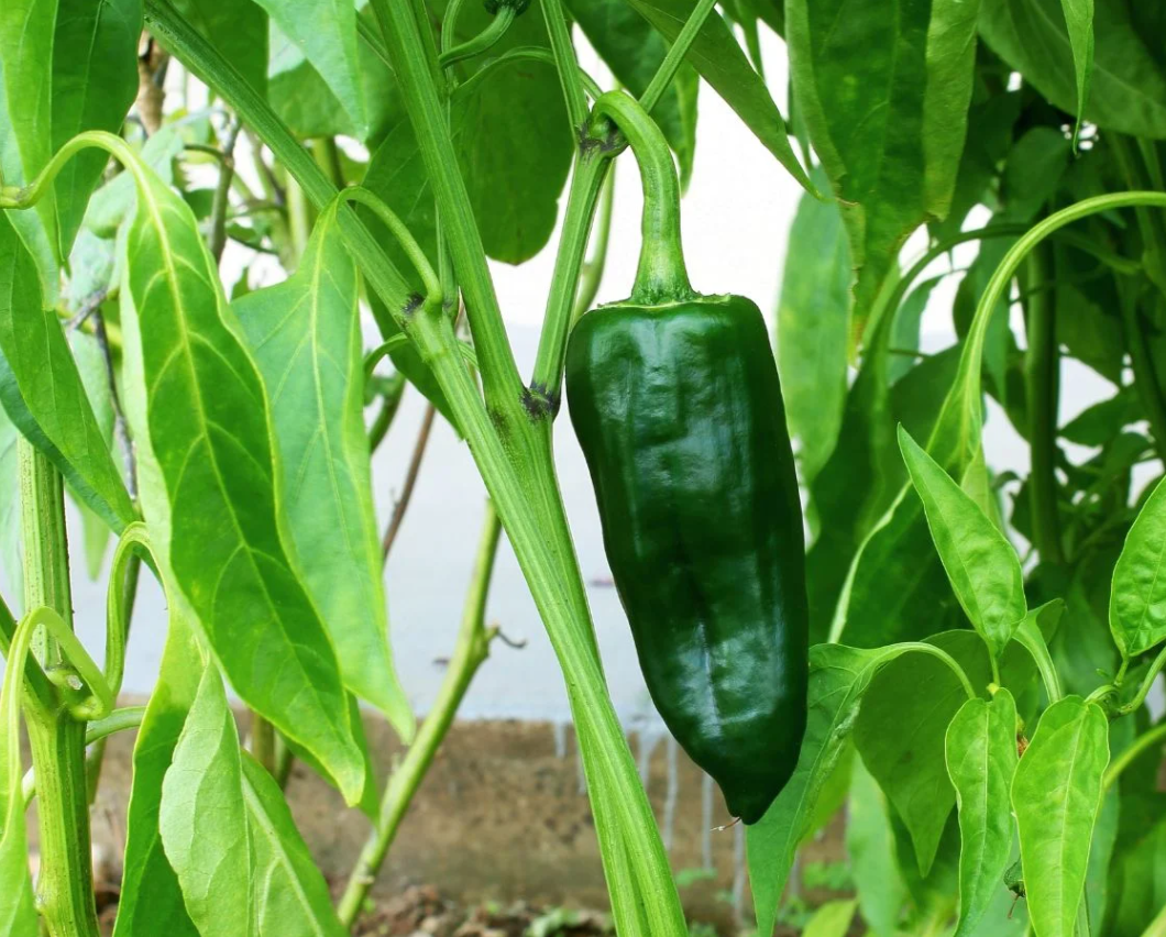 Poblano Pepper