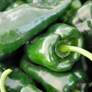 Poblano Pepper