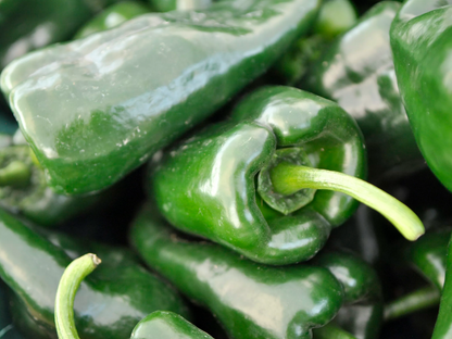 Poblano Pepper