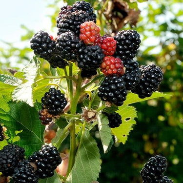 Sweet-Ark Ponca Blackberry