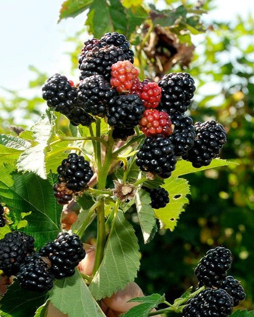 Sweet-Ark Ponca Blackberry