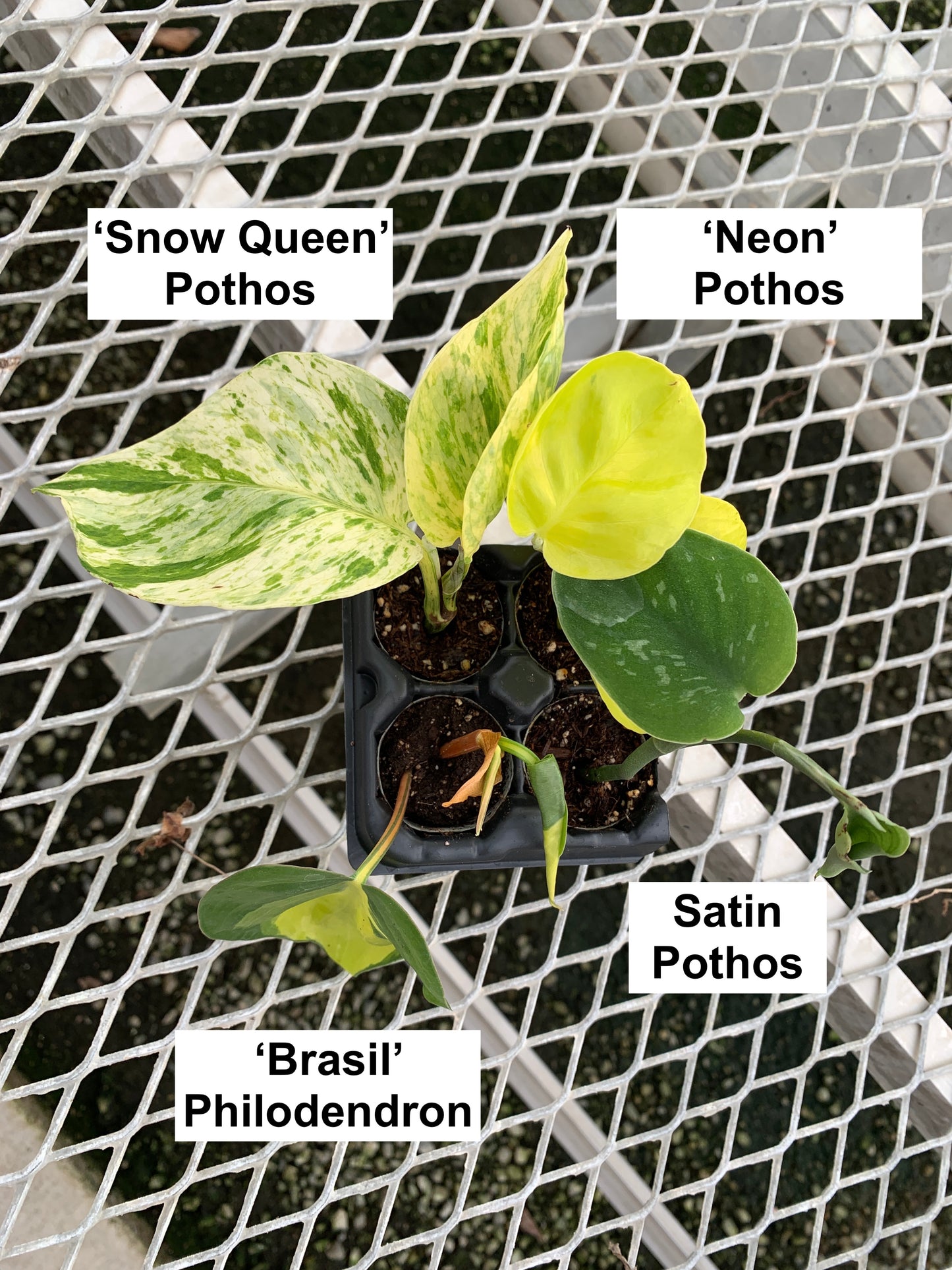 Houseplant Variety Starter Plant 4 Pack - MicroStarts Plant Plugs